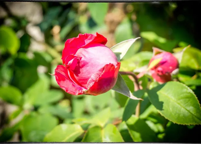 Дом отдыха Sofia *