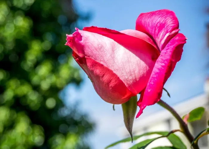 בית נופש Sofia